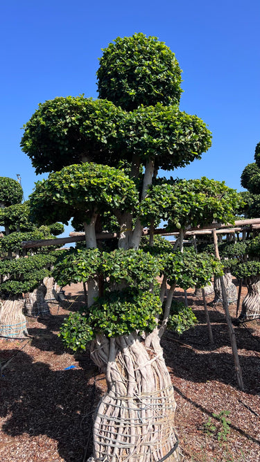 Ficus Panda Bonsai (Multiroot Stem)